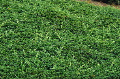 Prince of Wales Juniper - 40 Live Plants - Drought Tolerant Cold Hardy Evergreen Ground Cover