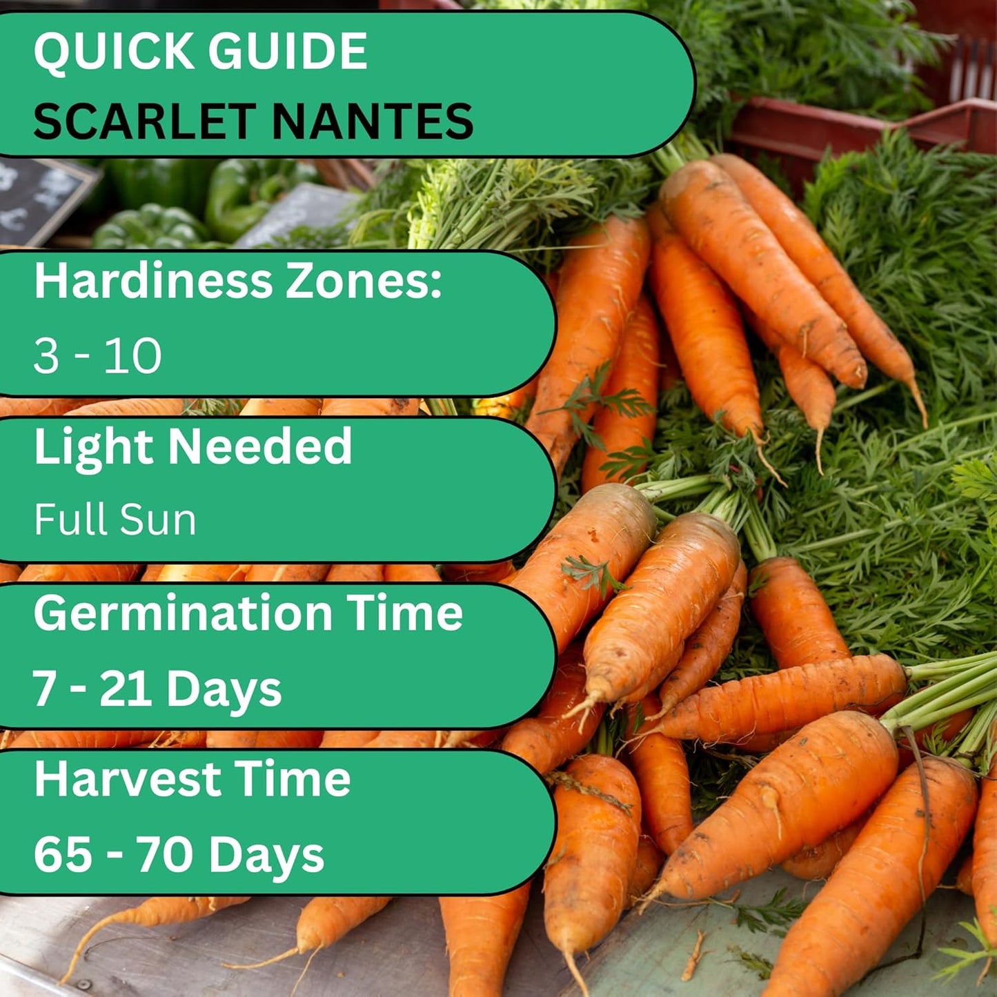 Woods Creek Seeds: Scarlet Nantes Carrot Seeds for Planting - Over 2,800 Heirloom Carrot Seed Pack - Non-GMO Carrots Seeds for Planting Outdoors or Indoors - Beginner Friendly Vegetable Gardening
