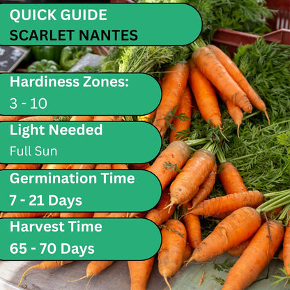 Woods Creek Seeds: Scarlet Nantes Carrot Seeds for Planting - Over 2,800 Heirloom Carrot Seed Pack - Non-GMO Carrots Seeds for Planting Outdoors or Indoors - Beginner Friendly Vegetable Gardening