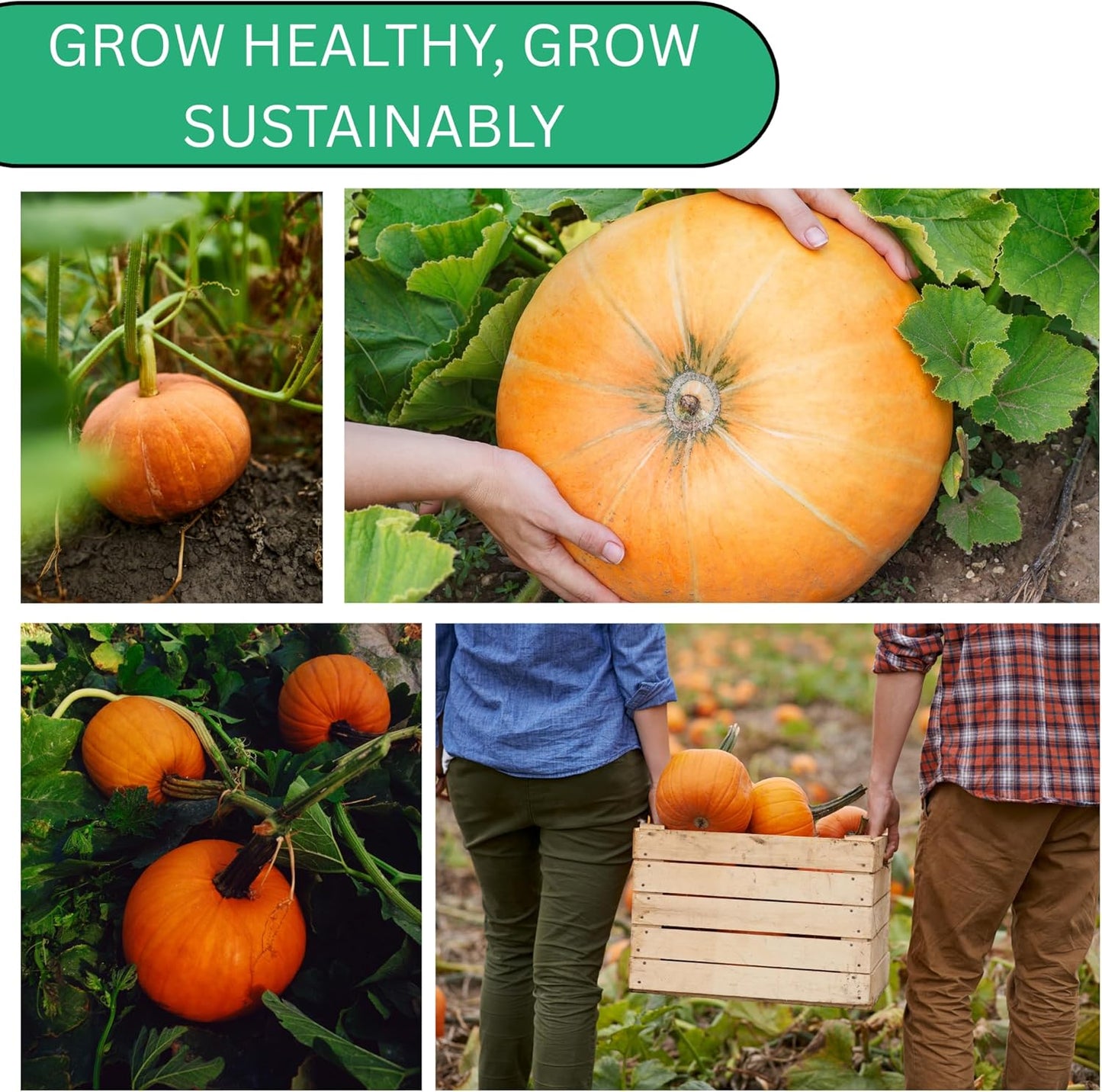 Woods Creek Seeds: Small Sugar Pie Pumpkin Seeds for Planting - Over 40 Heirloom Non-GMO Pumpkin Seeds to Plant - Ideal Heirloom Seeds to Grow for Pies & Fall Harvest - Pumpkins for Outdoor Gardens