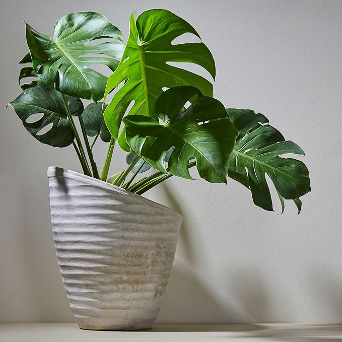 Tropical House Plant Potting Mix (2 Quarts); for All Types of Indoor House Plants