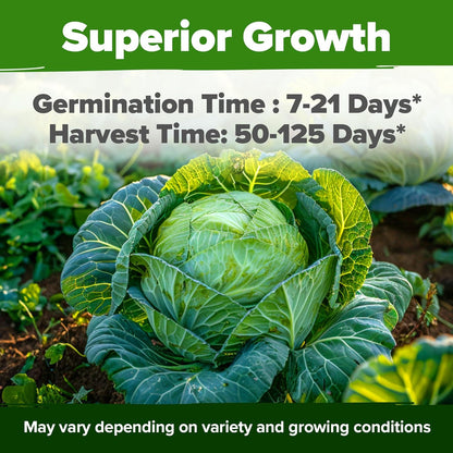 HOME GROWN 7 Cabbage Seeds for Planting - 2000+ Heirloom 𝗡𝗢𝗡-𝗚𝗠𝗢 𝗨𝗦𝗔 Seeds - Golden Acre,BokChoy,Savoy,Michihili, Red Acre, Copenhagen Market,Jersey Wakefield - Vegetable Seeds for Planting
