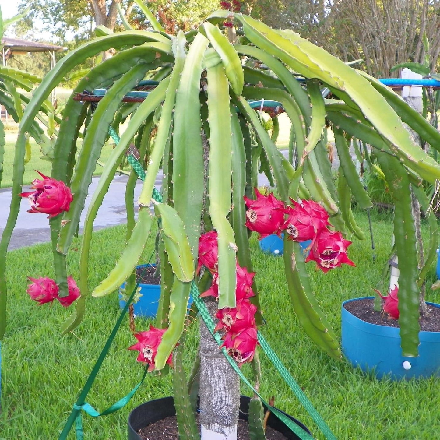 Dragon Fruit Tree - 3 Live Plants in 4 Inch Pots - Hylocereous Undatus - Edible Tropical Fruit Plant from Florida