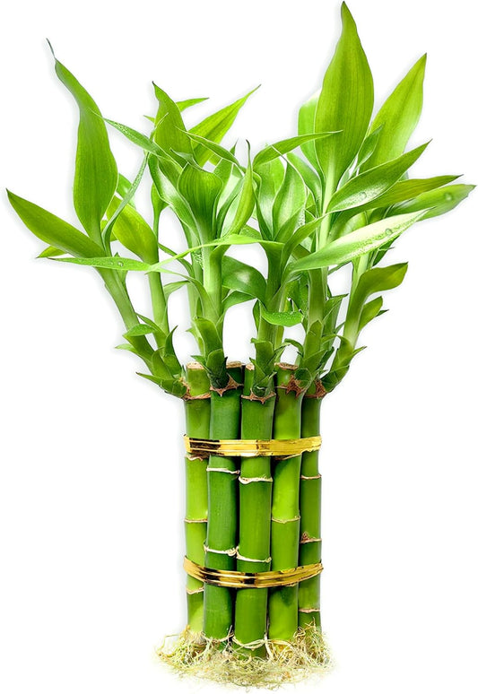 Lucky Bamboo Plants Live Indoor (10 Stalks, 6 Inch) - Fresh House Plants for Office Desk, Home