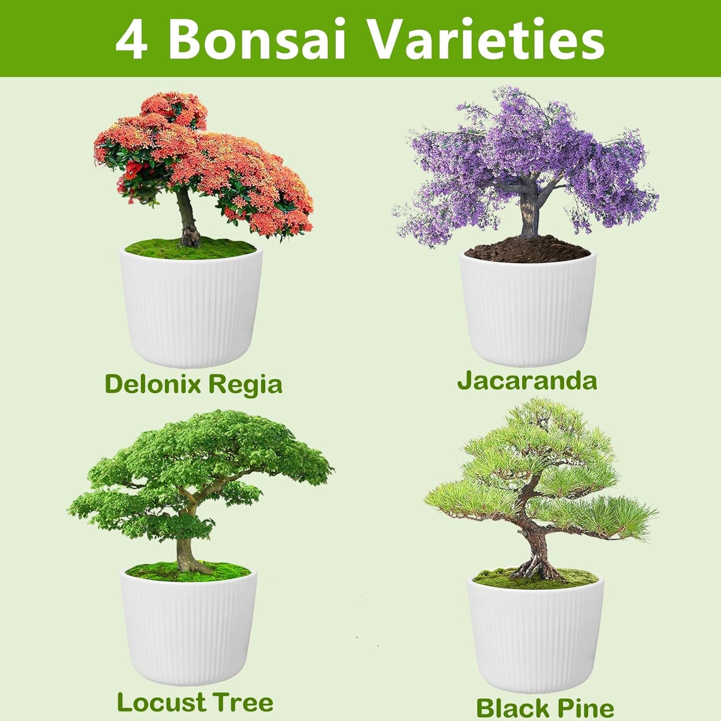 Bonsai Tree Kit, Bonsai Starter Kit with Seeds Tools & Planters, Tree Live Plants Indoor, Gardening Gifts for Women Men Mom Father Plant Lover, Birthday Thanksgiving Christmas Gifts