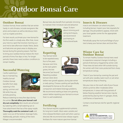 Brussel's Bonsai Live Chinese Elm Bonsai Outdoor Tree Gift Bundle - Small Bonsai Tree - Bonsai Kit with Ceramic Bonsai Pot and Bonsai Fertilizer