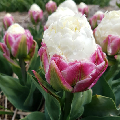 Ice Cream Double Tulip Bulbs – 3 Premium Peony-Style Blooms | White Cream Petals with Pink-Red Base | Unique Spring Perennial Flowers for Gardens & Containers – Zones 3–8 (3 Bulbs)