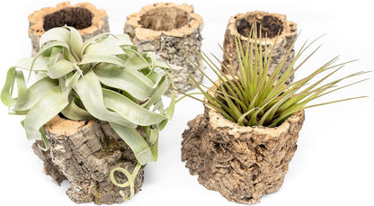 Air Plant Shop Cork Bark Planters with Assorted Air Plants- Wholesale and Bulk - Succulents - Live Tillandsia - Easy Care Indoor and Outdoor House Plants