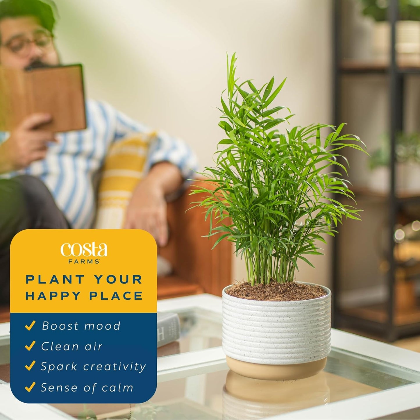 Costa Farms Parlor Palm, Neanthebella Tropical Live Plant, Easy to Grow Palm Houseplant Potted in Décor Plant Pot, Unique Plant Lover Gift, Living Room Home and Office Décor, 1 Foot Tall