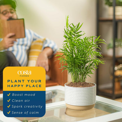 Costa Farms Parlor Palm, Neanthebella Tropical Live Plant, Easy to Grow Palm Houseplant Potted in Décor Plant Pot, Unique Plant Lover Gift, Living Room Home and Office Décor, 1 Foot Tall