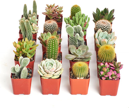 Shop Succulents Premium Live Mini Cactus and Succulent Plants in 2" Pots, Easy Care Indoor or Outdoor Gardening, Terrariums, Favors, & Contemporary Spaces with Hardy, Resilient Varieties, Pack of 100