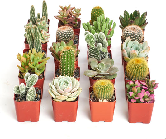 Shop Succulents Premium Live Mini Cactus and Succulent Plants in 2" Pots, Easy Care Indoor or Outdoor Gardening, Terrariums, Favors, & Contemporary Spaces with Hardy, Resilient Varieties, Pack of 100