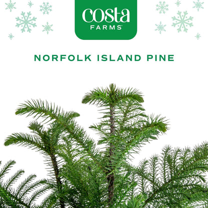 Costa Farms Live Christmas Tree, Small Norfolk Island Pine Tree in Nursery Plant Pot, Potting Soil, Indoor Tree Decor, All Seasons Tabletop Holiday Home or Room Decor, 10-12 Inches Tall