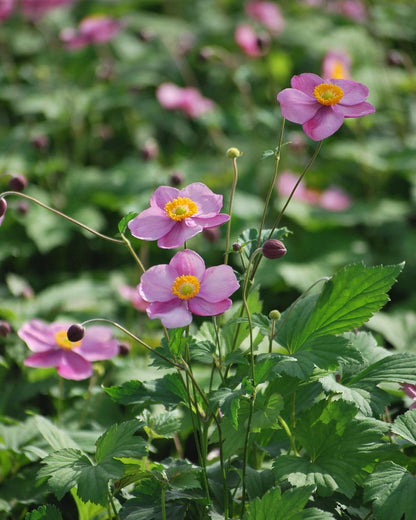 Perennial Farm Anemone Tomentosa 'Robustissima' – Live Windflower Perennial in #1 Container, Soft Pink Blooms, Vigorous & Hardy, Long Blooming, Deer Resistant, Ideal for Borders & Late Summer Color