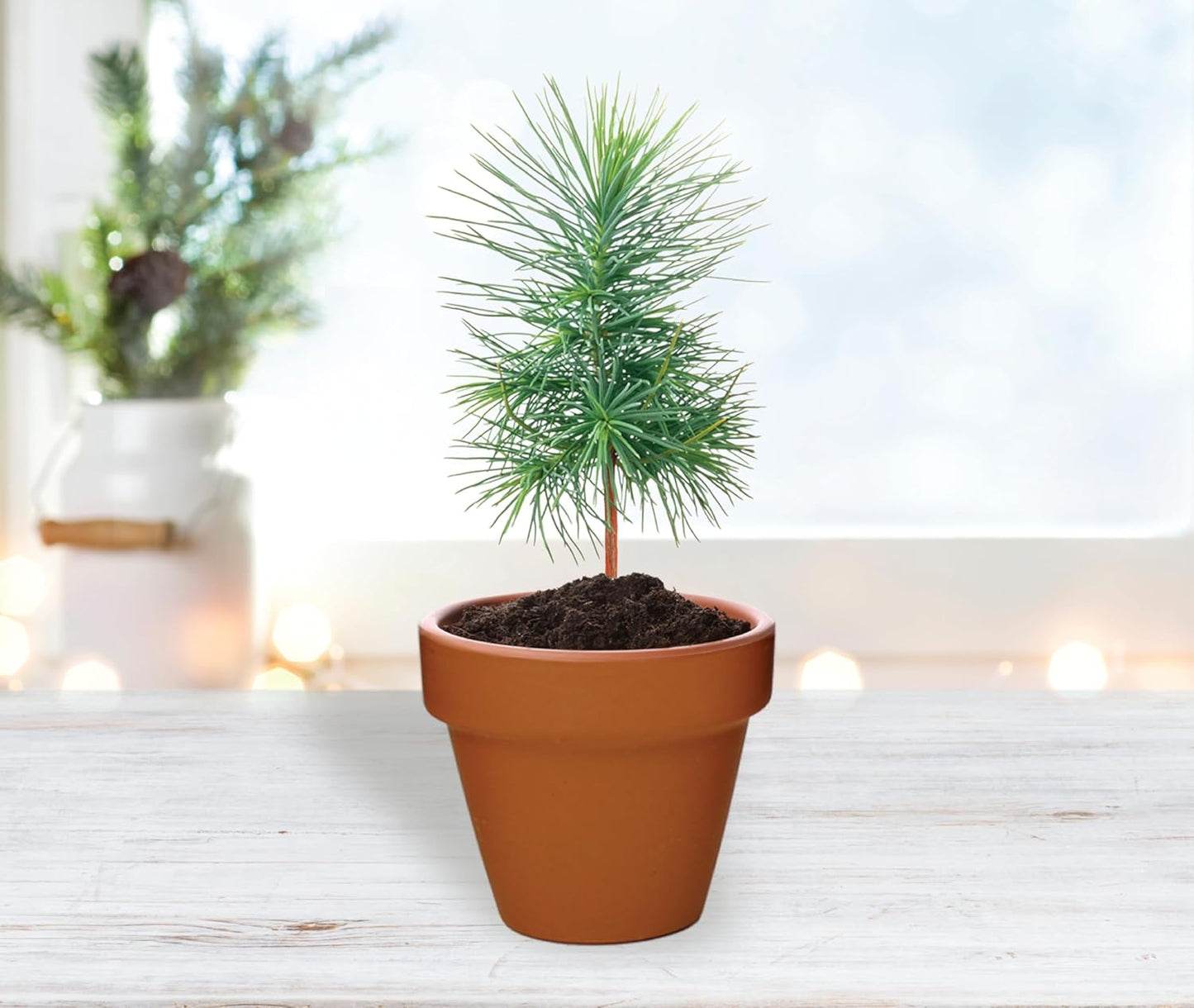 BUZZY Seeds Spruce Terracotta Mini Grow Pots – Indoor Tree Starter Kit Bulk 20-Pack – DIY Planting Kit – Grow Mini Spruce Trees for Gardening, Classroom Projects, Crafts, Gifts & Earth Day