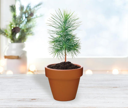 BUZZY Seeds Spruce Terracotta Mini Grow Pots – Indoor Tree Starter Kit Bulk 20-Pack – DIY Planting Kit – Grow Mini Spruce Trees for Gardening, Classroom Projects, Crafts, Gifts & Earth Day