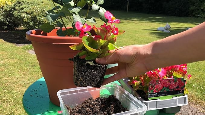 Begonia Plant Potting Mix - Proven Formula for Thriving Begonia - Enhances Blooms and Vigorous Growth - 3 Quart