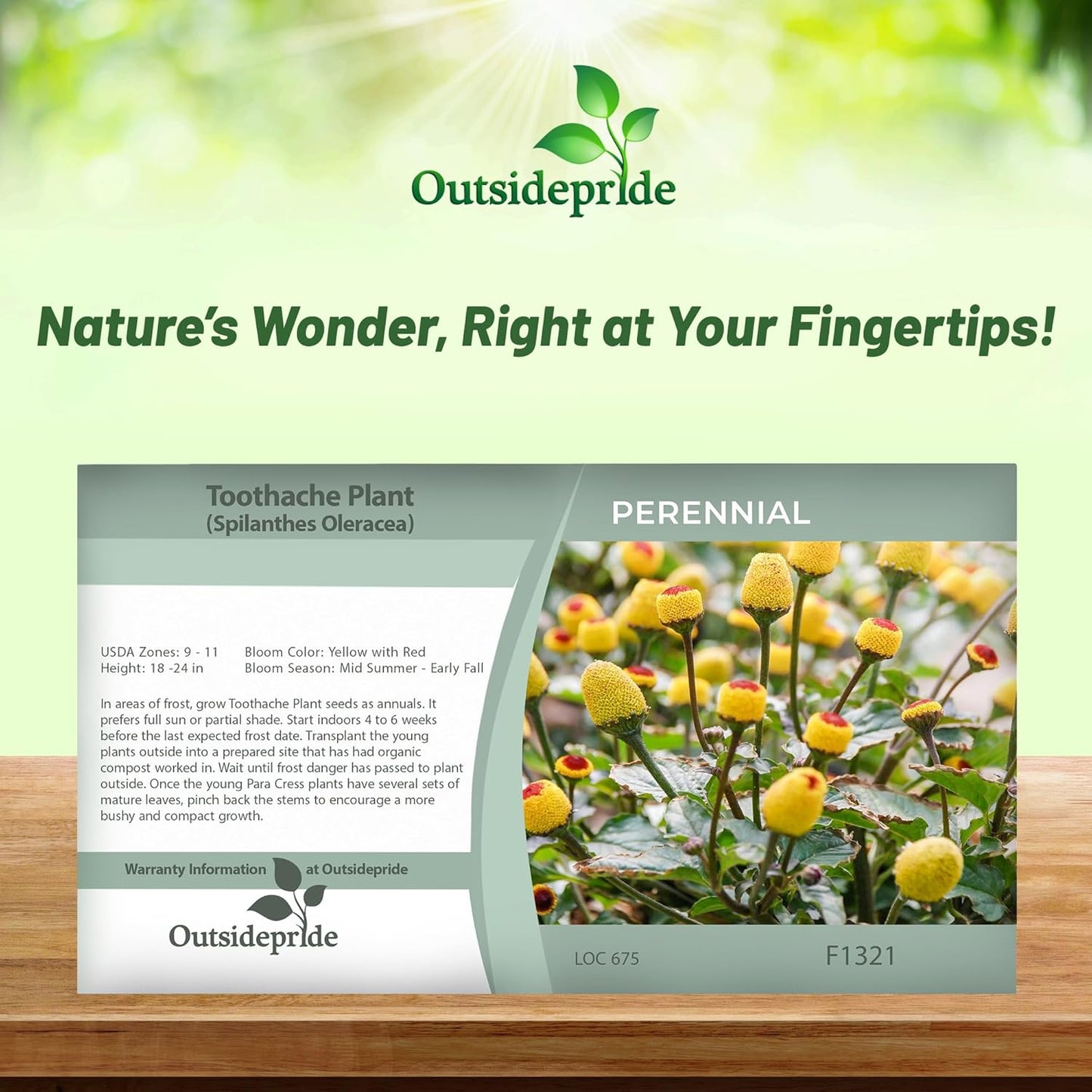 Outsidepride Toothache Plant Seeds - 5000 Pcs. Perennial, Easy to Grow & Pollinator Friendly, Herb Seeds for Planting Ornamental, Pompom-Shaped Yellow Blooms for Culinary Creations & Herb Gardens
