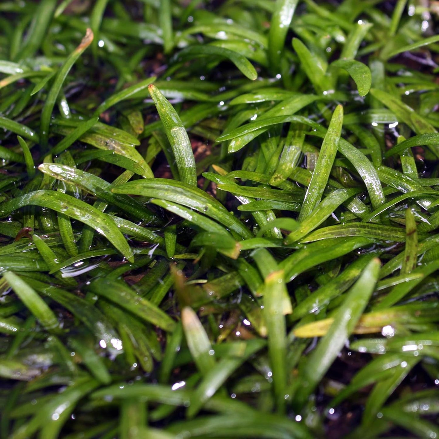 Ultum Nature Systems Sagittaria Subulata Tissue Culture Live Plant for Aquarium, Aquascape, Freshwater Fish Tanks - 100% Snail Free in Vitro