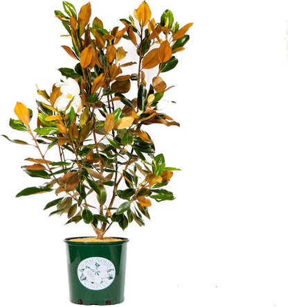 Magnolia Tree Little Gem Variation, Live Plant, Magnolia Flower, 3-4 Feet Tall, Low Maintenance Plant Perfect for Home Growers, Southern Landscaping, by The Magnolia Company, Cannot Ship to CA