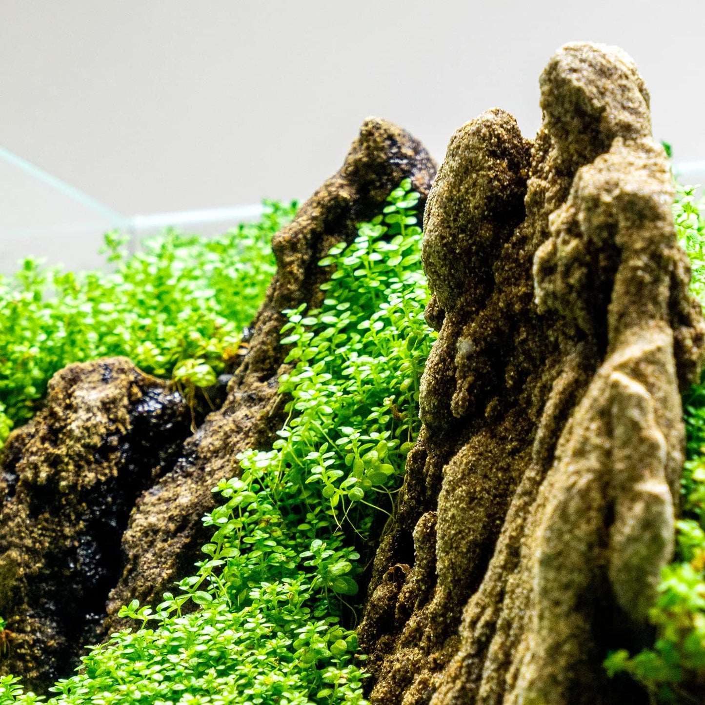 Ultum Nature Systems Dwarf Baby Tears Hemianthus Callitrichoides Cuba Tissue Culture Live Plant for Aquarium, Aquascape, Planted Freshwater Fish Tanks - 100% Snail Free in Vitro