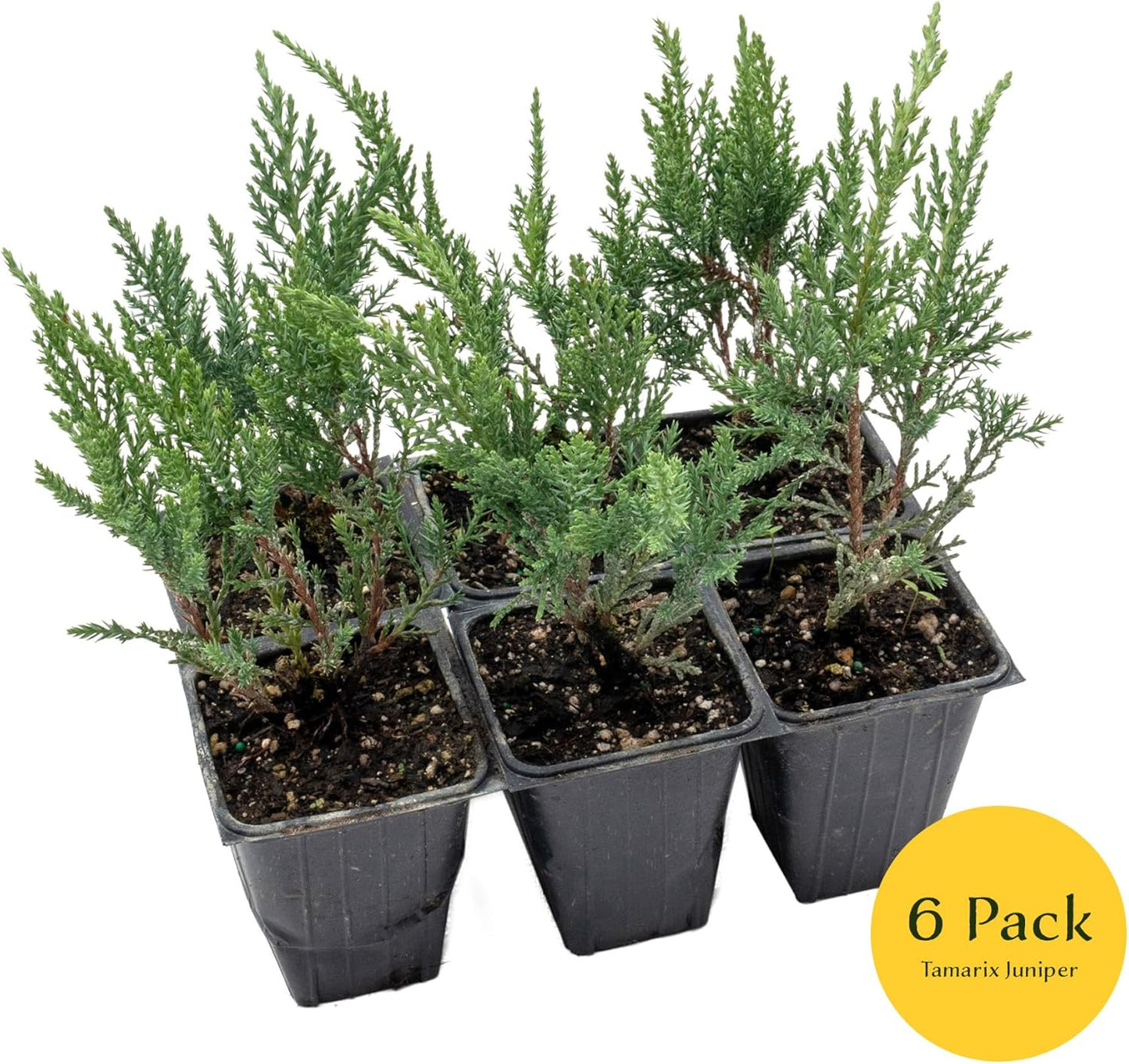 6 Tamarix Juniper in 3.5" Nursery Cubes | Juniperus Sabina ‘Tamariscifolia’ | Dense, Low-Maintenance Evergreen Shrub with Fine, Feathery Foliage | Ready-to-Plant Live Starters