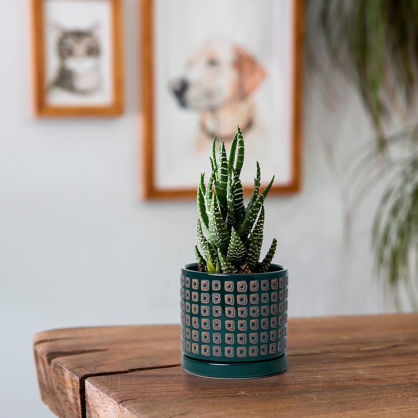 D'vine Dev Set of 2 Ceramic Planter Pots with Drainage Hole and Saucer, 4.5 Inch Plant Pots for Plants Indoor Houseplants, Green, 99-Z-A-4-V