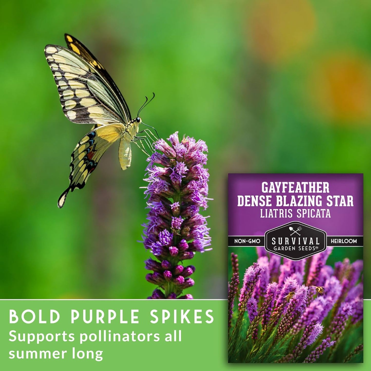 Survival Garden Seeds - Dense Blazing Star (Liatris spicata) | Gayfeather | Prairie Feather | North American Native Wildflower Seeds - 1 Pack