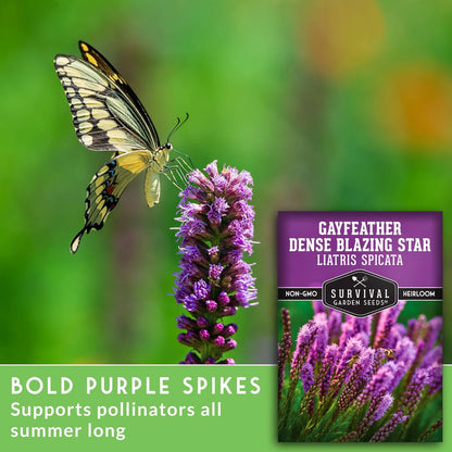 Survival Garden Seeds - Dense Blazing Star (Liatris spicata) | Gayfeather | Prairie Feather | North American Native Wildflower Seeds - 1 Pack