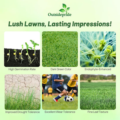 Outsidepride Fireball & Hattrick Rye Grass Seed Blend - 50 Lbs. Wear Tolerant, Fine Leaf Texture Perennial Rye Grass Seeds for Lawn, Sports Turf & More, OptiGrowth Coated for Better Establishment
