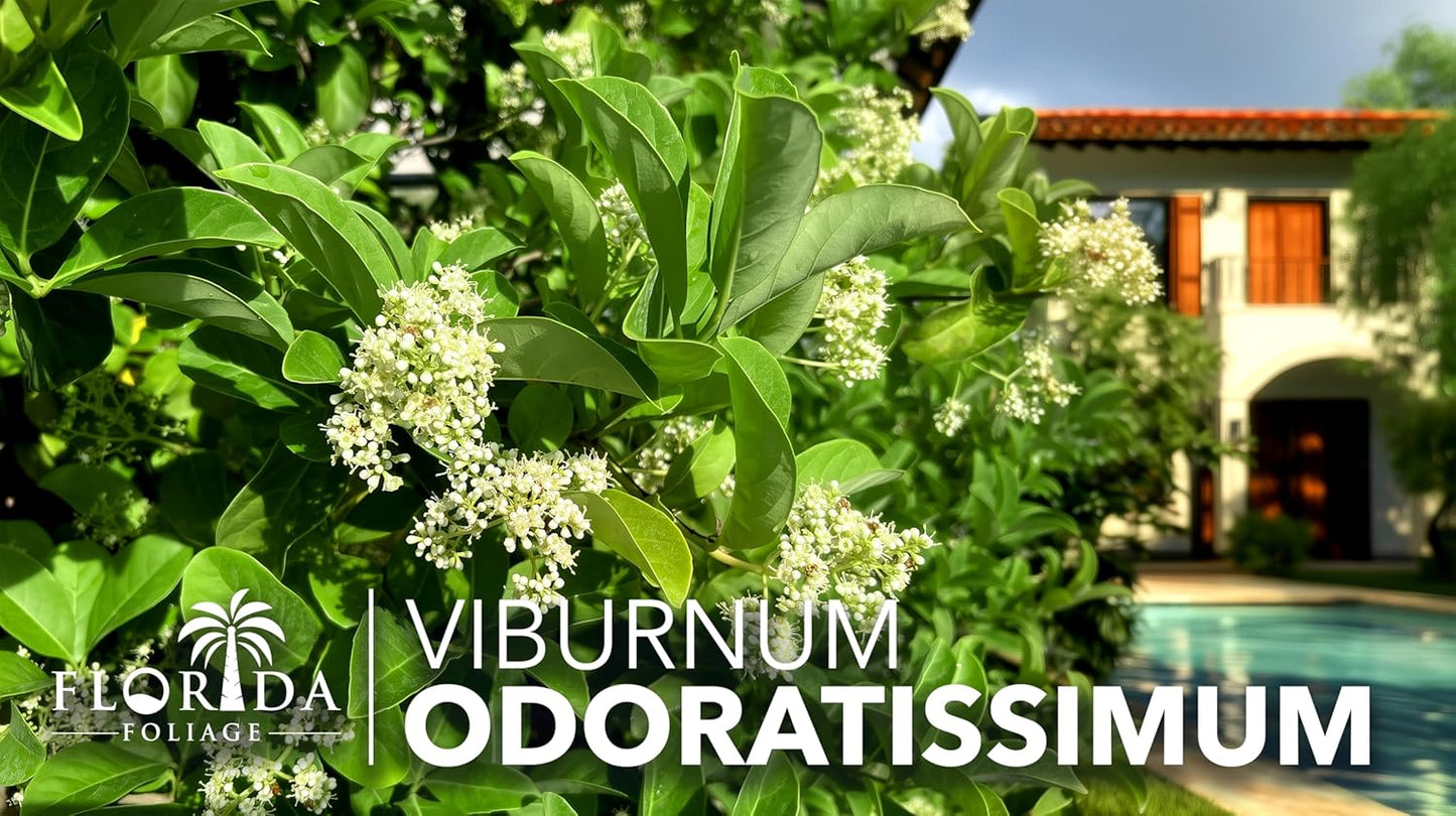 Viburnum Odoratissimum | 3 Live Plants | Viburnum odoratissimum | Fast Growing Privacy Hedge | Evergreen Screening Shrub