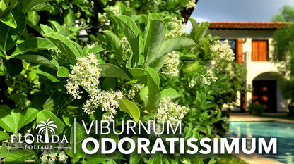 Viburnum Odoratissimum | 10 Live Plants | Viburnum odoratissimum | Fast Growing Privacy Hedge | Evergreen Screening Shrub