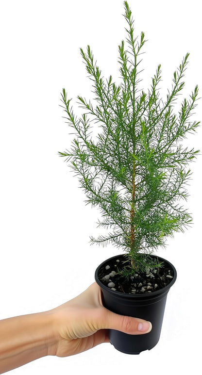 Southern Red Cedar | 10 Live 4 Inch Pots | Juniperus Virginiana Silicicola | Evergreen Privacy Trees | Native Landscape Plants