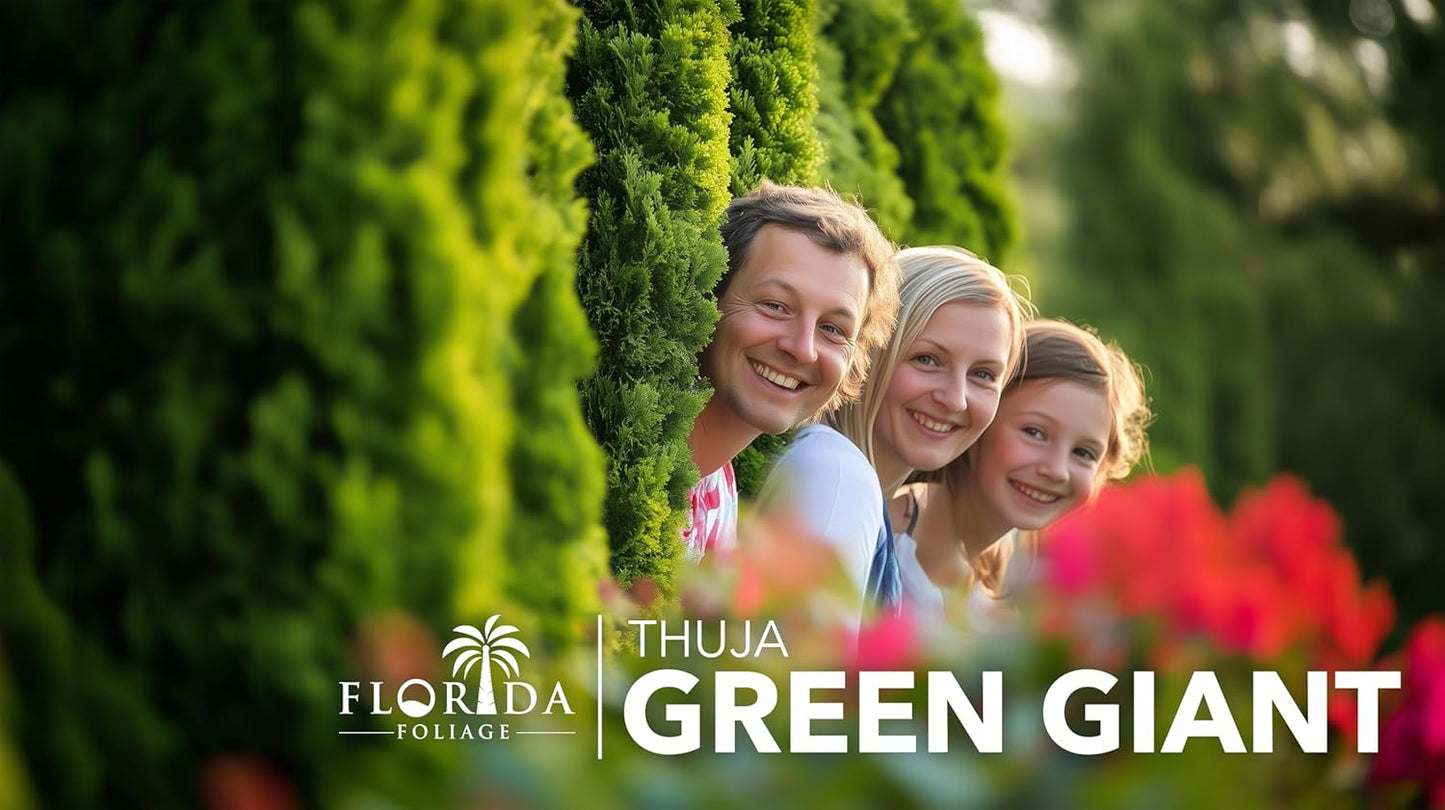 Thuja Green Giant | 50 Live Trees | Thuja standishii x plicata | Fast Growing Privacy Screen | Evergreen Landscape Plants for Borders