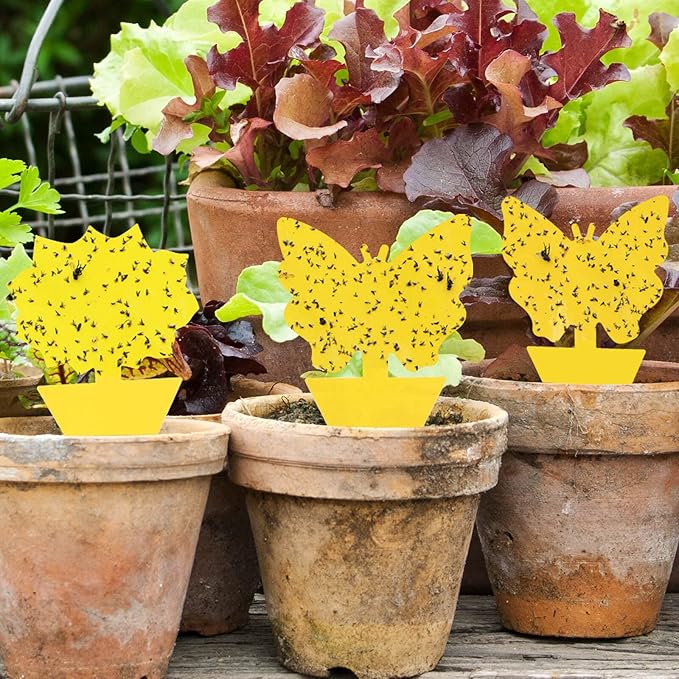 Garsum 36 Pack Fungus Gnat Traps Sticky Fruit Fly Trap Killer for Kitchen Indoor and Outdoor, Insect Fly Traps for House Plants, Whitefly, Mosquito Bits, Flying Insects