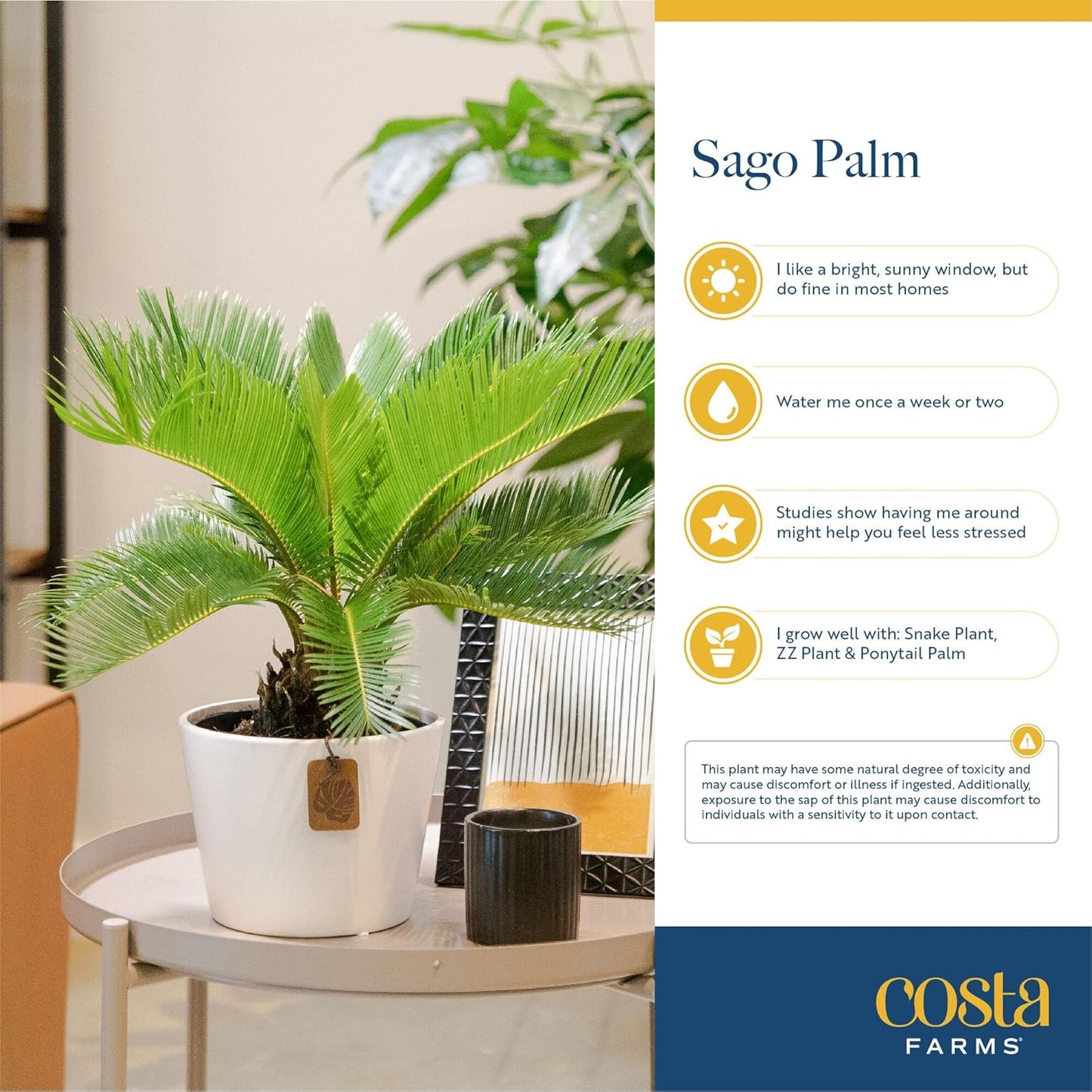 Costa Farms Sago Palm Live Plant | 2-3 Feet Tall | Easy to Grow Live Indoor Houseplant in 10-Inch Decorative Plant Pot | Unique Housewarming or Birthday Gift | Office, Room and Home Decor