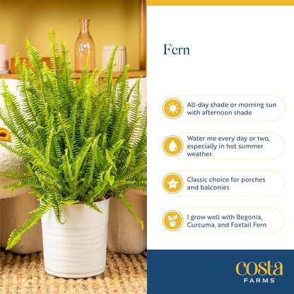 Costa Farms Kimberly Queen Fern Live Plant in Plastic Pot, Large Indoor & Outdoor Houseplant, Perfect for Home, Room, or Office Decor, Great House Warming or Birthday Gift, 2-3 Feet Tall