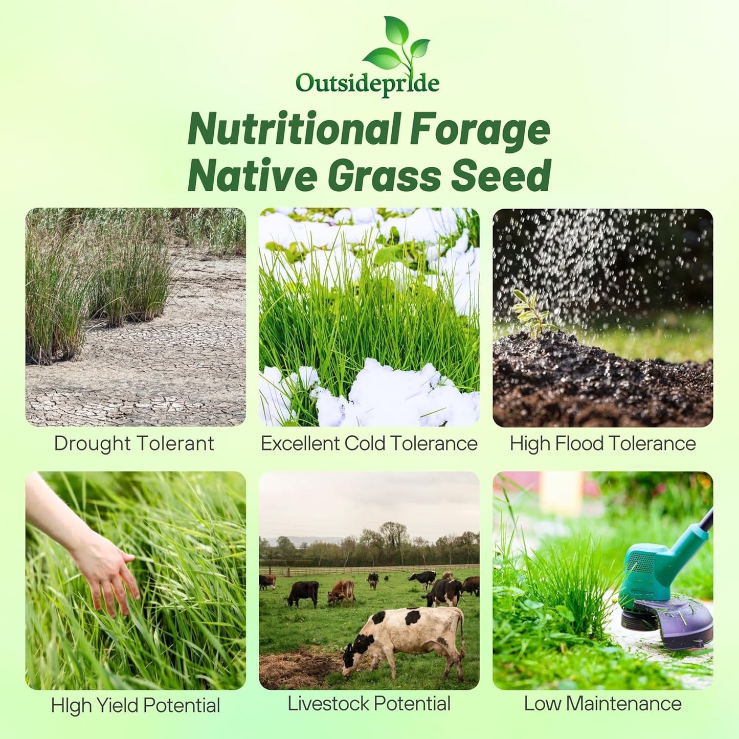 Outsidepride Switchgrass Seed - 5 lbs. Perennial Hardy, Drought & Flood Tolerant Native Grass Seed Ideal Fast-Growing Grasses for Erosion Control, Wildlife Forage & Food Plots, Thrives in Poor Soil