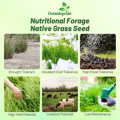 Outsidepride Switchgrass Seed - 5 lbs. Perennial Hardy, Drought & Flood Tolerant Native Grass Seed Ideal Fast-Growing Grasses for Erosion Control, Wildlife Forage & Food Plots, Thrives in Poor Soil