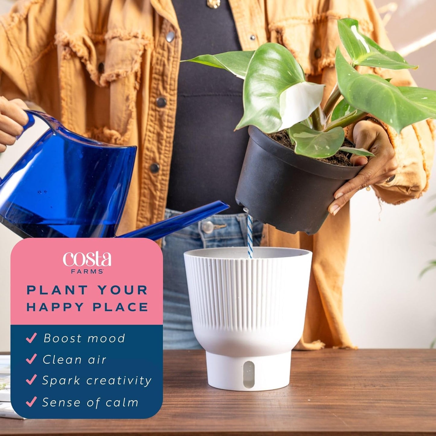 Costa Farms Philodendron White Knight, Rare Unique Live Indoor Plant in 6-Inch Self-Watering Houseplant Pot, Potting Soil, Trending Tropicals Collection, Room and Home Decor