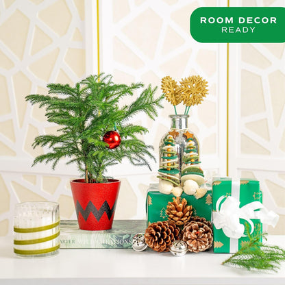 Costa Farms Live Christmas Tree, Small Norfolk Pine in Christmas Decor Plant Pot, Christmas Ornament, Holiday Gift Decoration for Room Decor, 10-12 Inches Tall