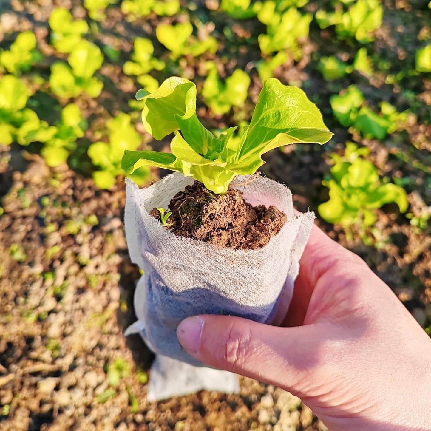 TIHOOD 300PCS 3.9"x4.7" Plant Nursery Bags,Non-Woven Plant Seeding Grow Bags, Vegetables Fabric Seedling Bag Pots Planting Transplant Grow Pouch Home Garden Supply White