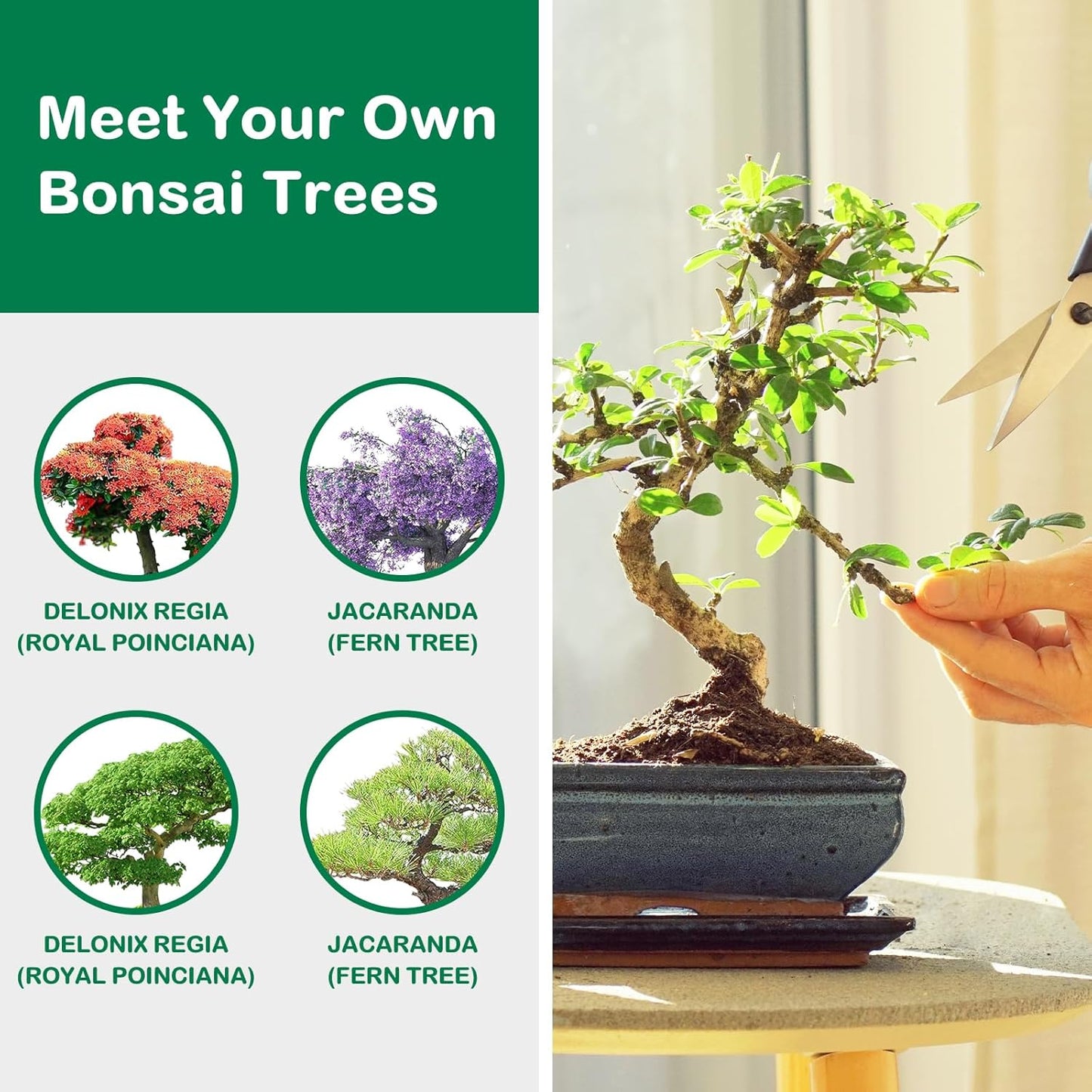 Bonsai Tree Kit, Complete Bonzai Tree Starter Kits with Tools, Unique DIY Gardening Gifts for Mom Women Men, Crafts Hobby Kits, Grow Bonsai Tree Live Indoor