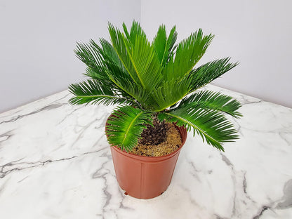 Sago Palm Tree - Cycas Revoluta - Overall Height 16" to 22" - Tropical Plants of Florida (Plant Only)