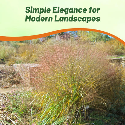 Outsidepride Sand Love Grass Seeds - 5,000 Pcs. Perennial, Easy to Grow, Drought-Tolerant, Tall Ornamental Grass, Thrives in Sandy Soil, Wind & Erosion Control for Landscaping, Year-Round Beauty