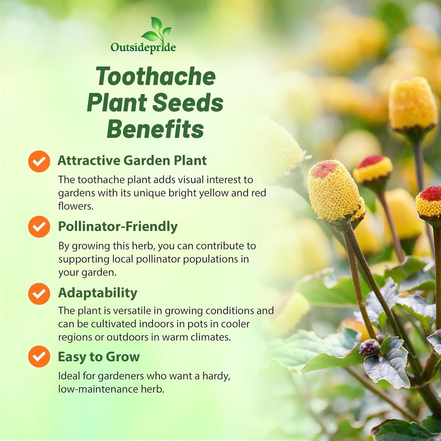 Outsidepride Toothache Plant Seeds - 10000 Pcs. Perennial, Easy to Grow & Pollinator Friendly, Herb Seeds for Planting Ornamental, Pompom-Shaped Yellow Blooms for Culinary Creations & Herb Gardens