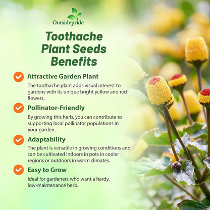 Outsidepride Toothache Plant Seeds - 10000 Pcs. Perennial, Easy to Grow & Pollinator Friendly, Herb Seeds for Planting Ornamental, Pompom-Shaped Yellow Blooms for Culinary Creations & Herb Gardens