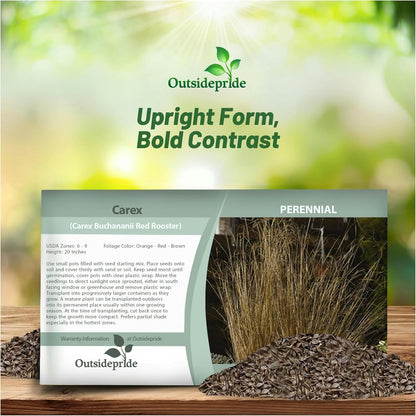 Outsidepride 200 Seeds Perennial Carex Buchananii Red Rooster Ornamental Grass Seed for Planting