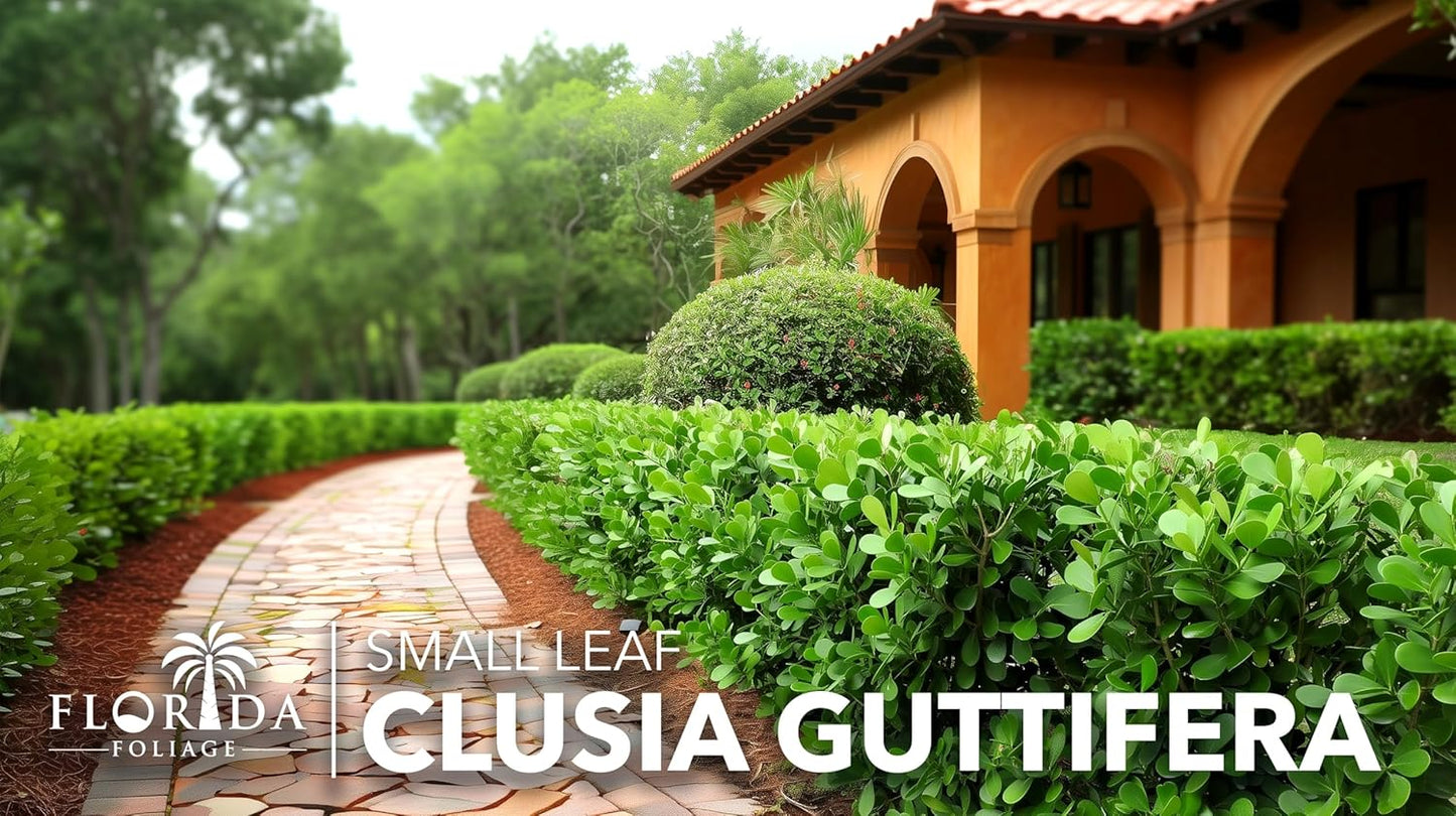 Clusia Guttifera Small Leaf | 10 Live Plants | Clusia guttifera | Privacy Hedge Plants | Evergreen Shrub for Tropical Landscaping