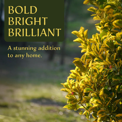 6 Golden Euonymus Shrubs | Live Plants in 2.5-inch Nursery Cubes | Japonica ‘Aureo-Marginatus’ Variety | Easy-Care Evergreen | Variegated Yellow-Green Foliage | Hedges & Shrubs for Home & Garden